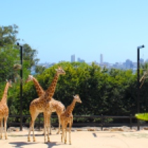Giraffe In The City